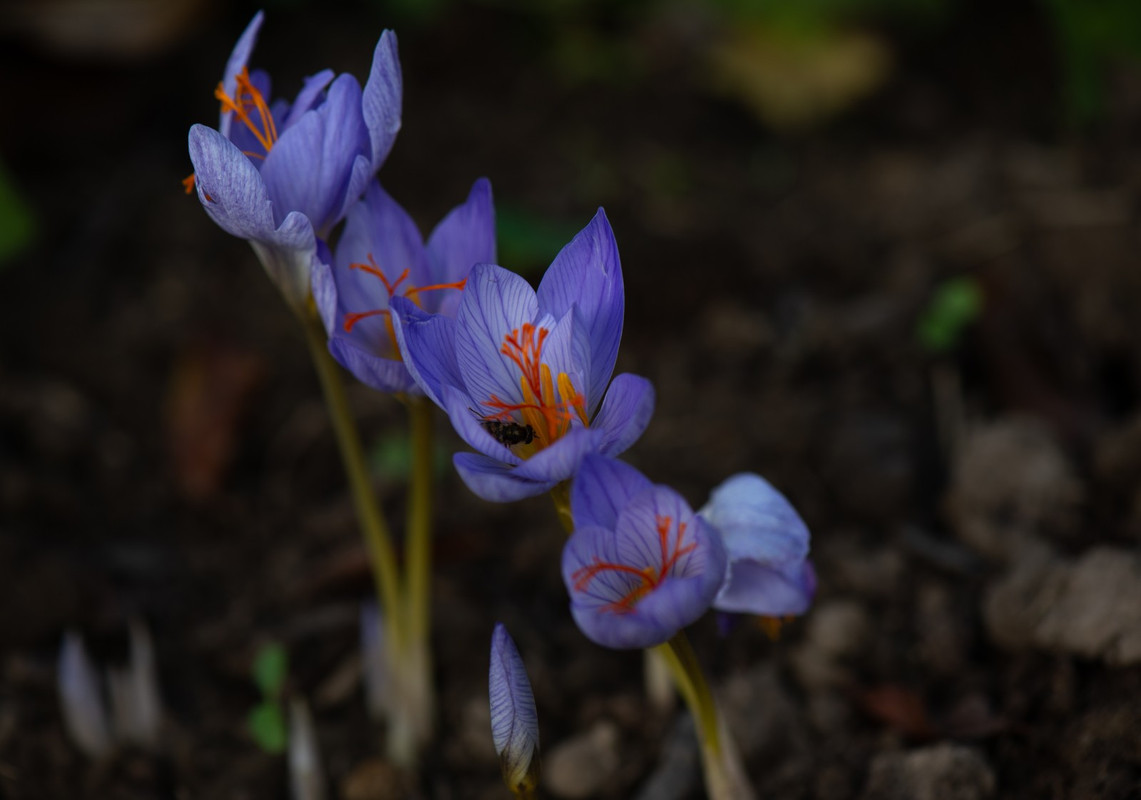 IMG-4cdb89372f517eca8bb0887f46a37db6-V