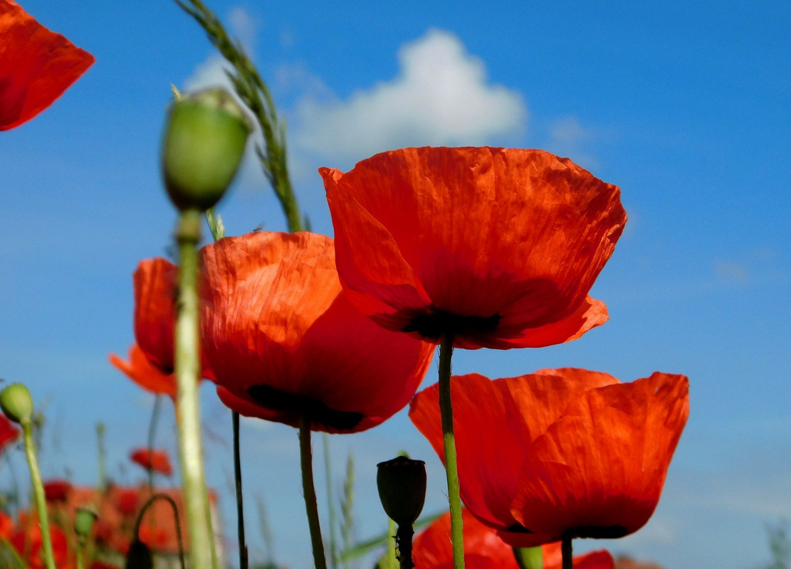 red-tall-poppies.jpg