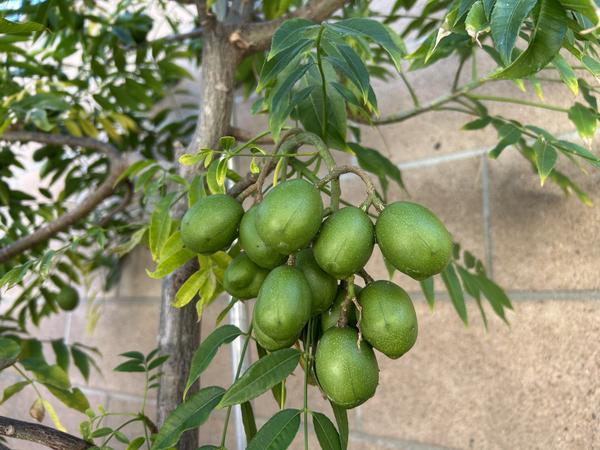 [Image: IMG-1674.jpg]