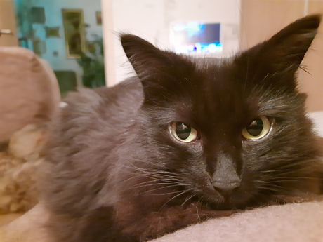 Кася (Кассандра)