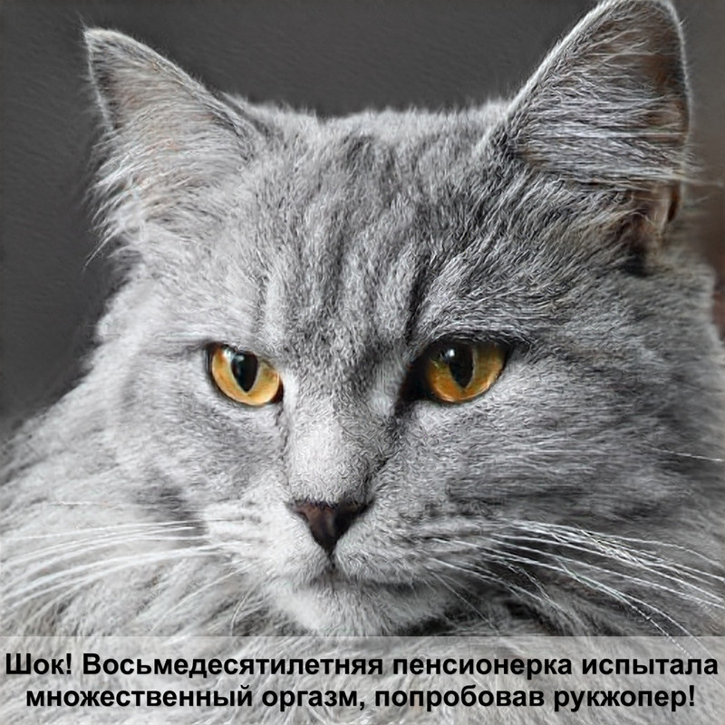 белая кошка с голубыми глазами