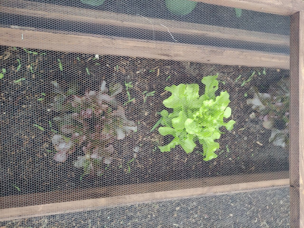 salad-2.jpg
