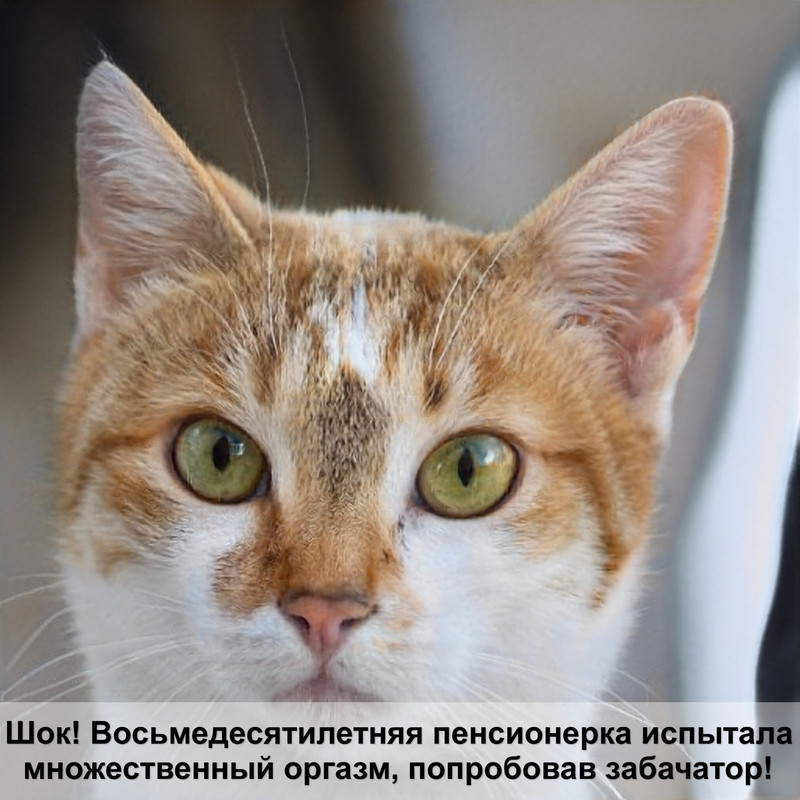 британская вислоухая кошка шерсть