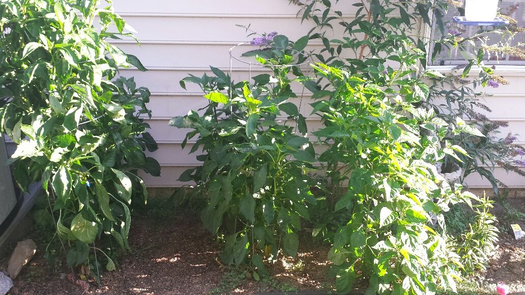 20160903_084716_resized