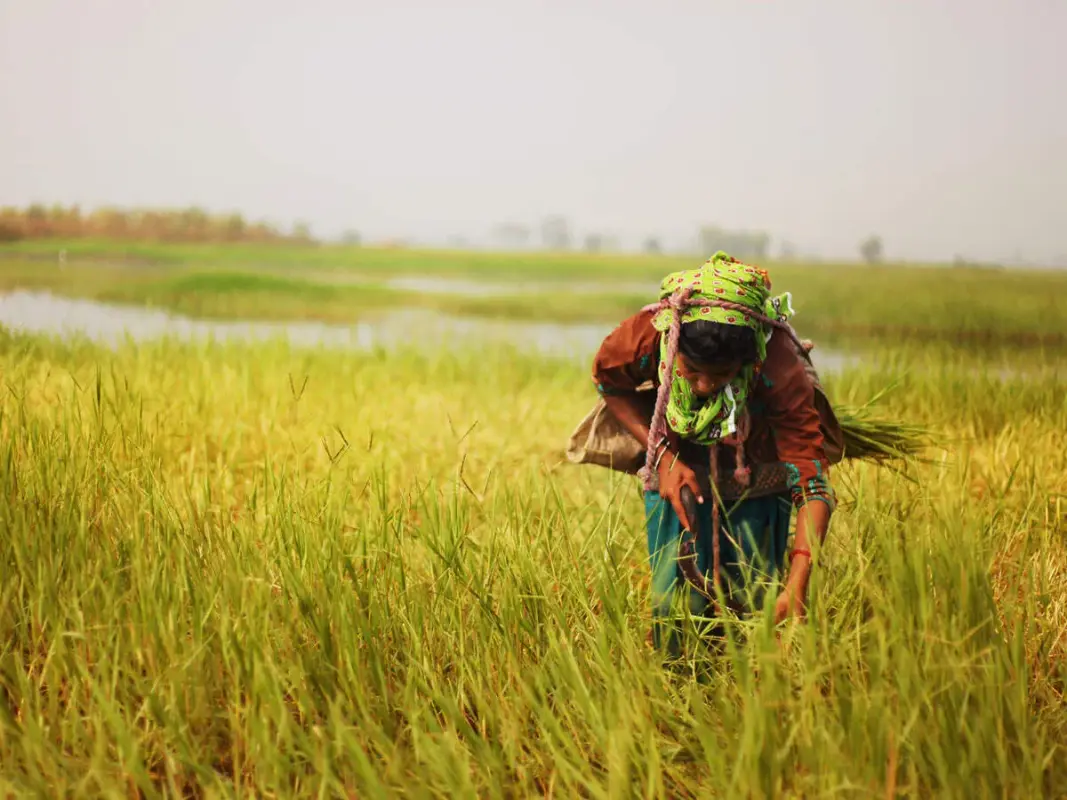 A Farmers Day on e-NAM
