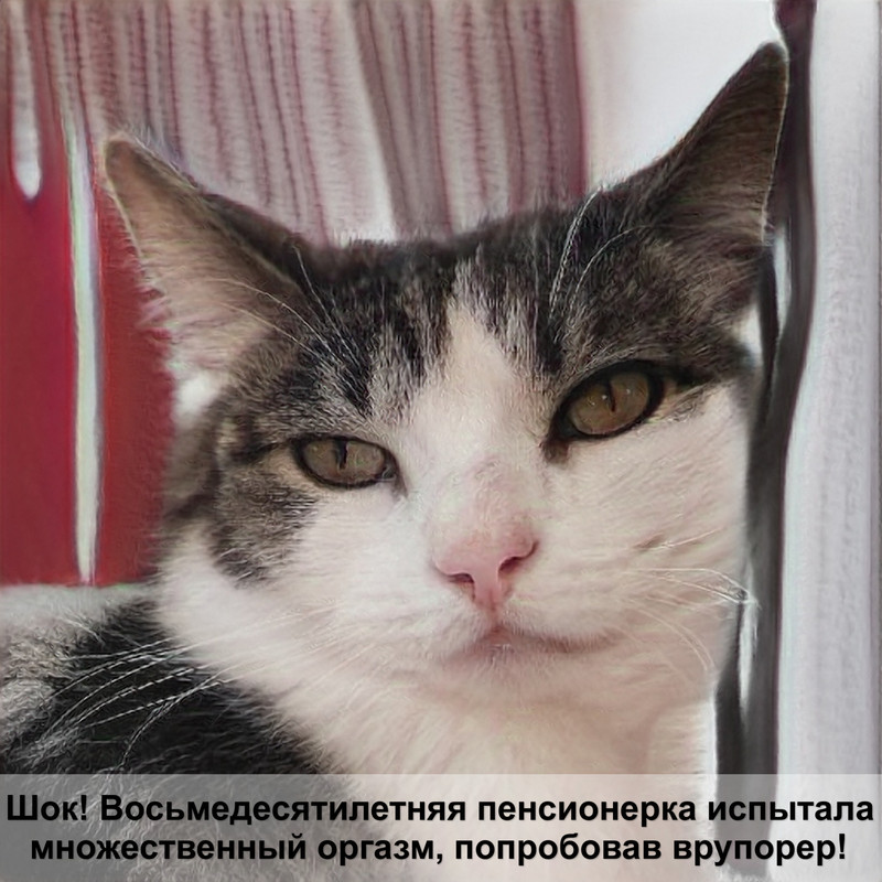 окрасы шотландских кошек хайленд