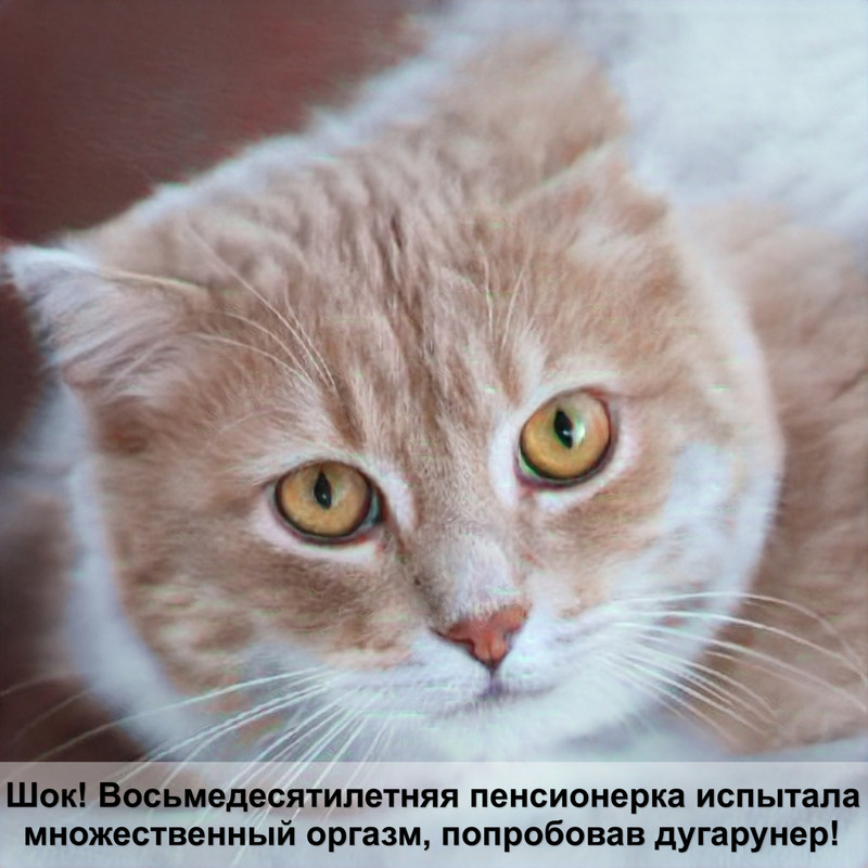 бенгальская кошка белый окрас