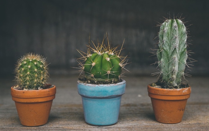 Feng Shui, ¿Qué significa tener plantas con espinas?