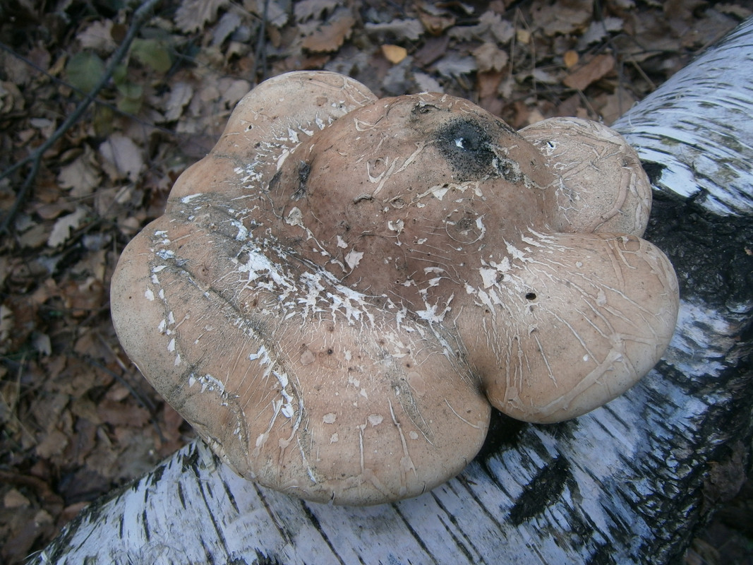 PC250156.jpg