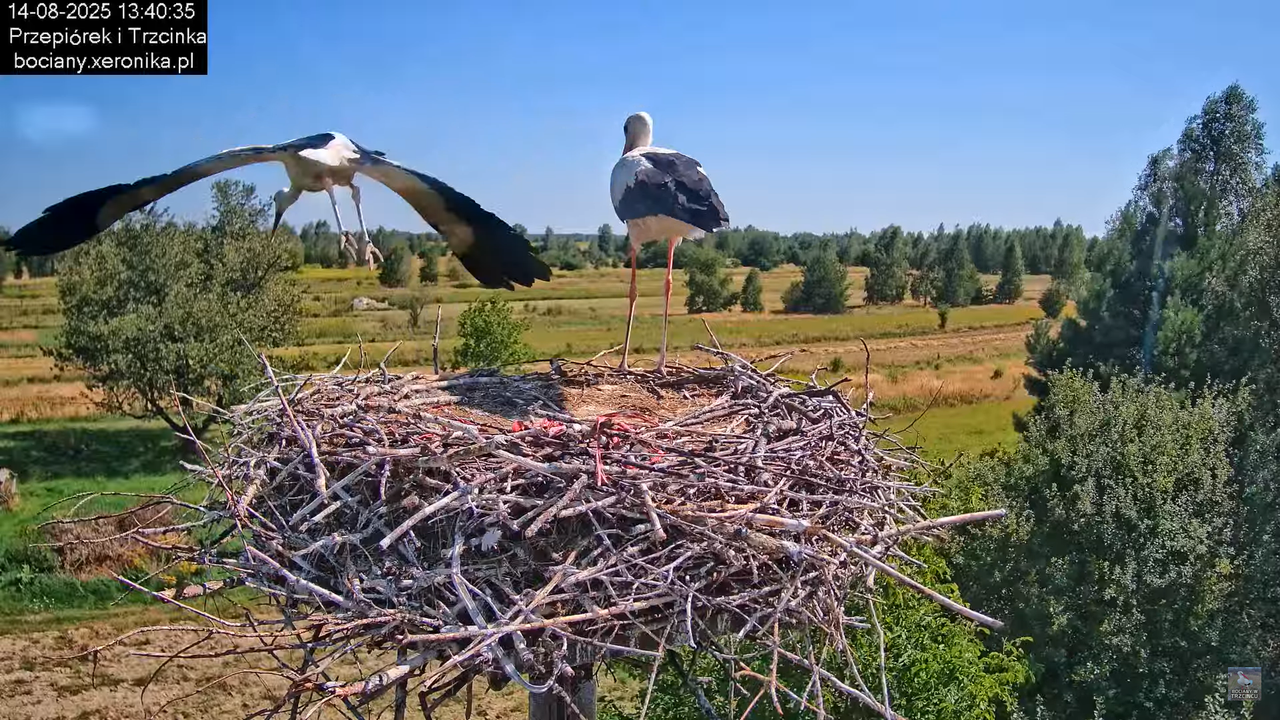 14082025bociany25