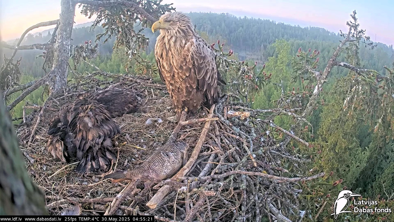 vlcsnap-2025-05-30-04h50m10s001