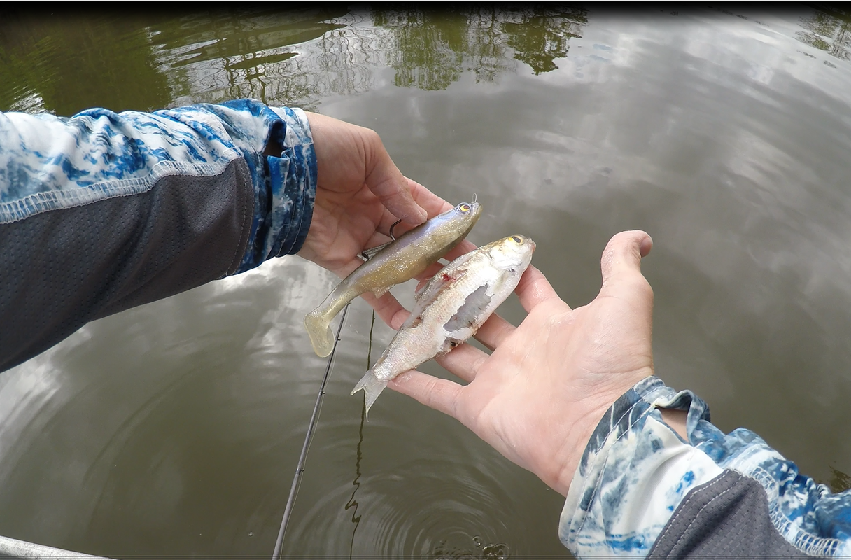 dangerous-swimbait-vs-gizzard-shad.png