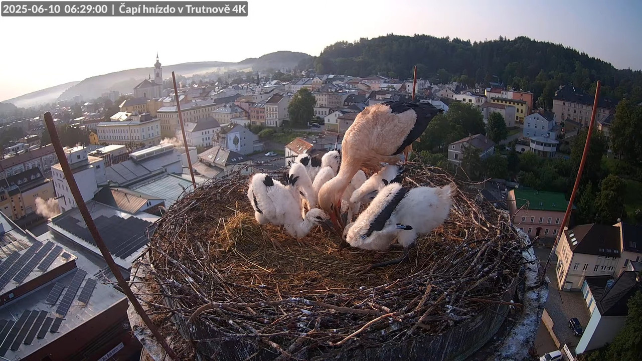 Živě z čapího hnízda na pivovarském komíně v Trutnově 9-4-2 screenshot