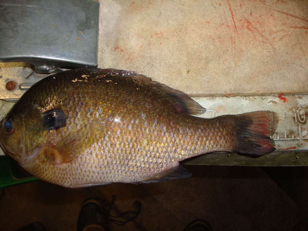 FISHING 25 003