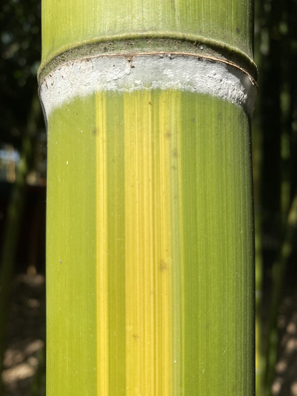 7A7246B5-3C44-4C9D-8555-01D86E23B0E4