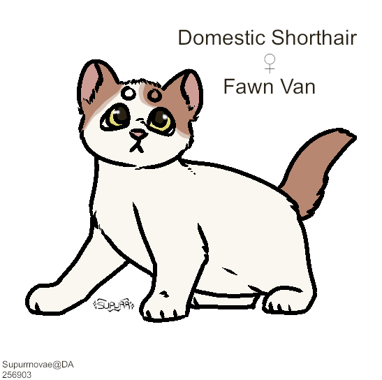 Fawn-van-kitten-DSH.png
