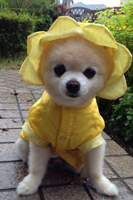 yellowdoghat.jpg