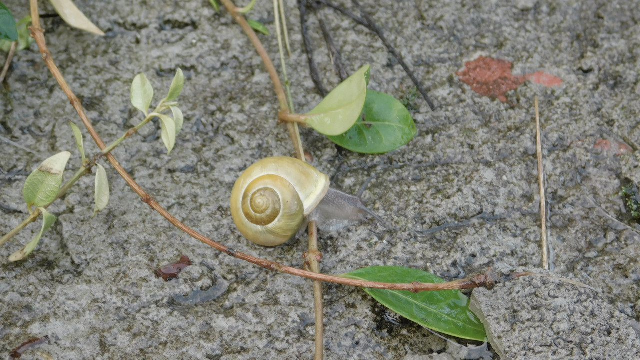 Август дачный кукольный 2023 408