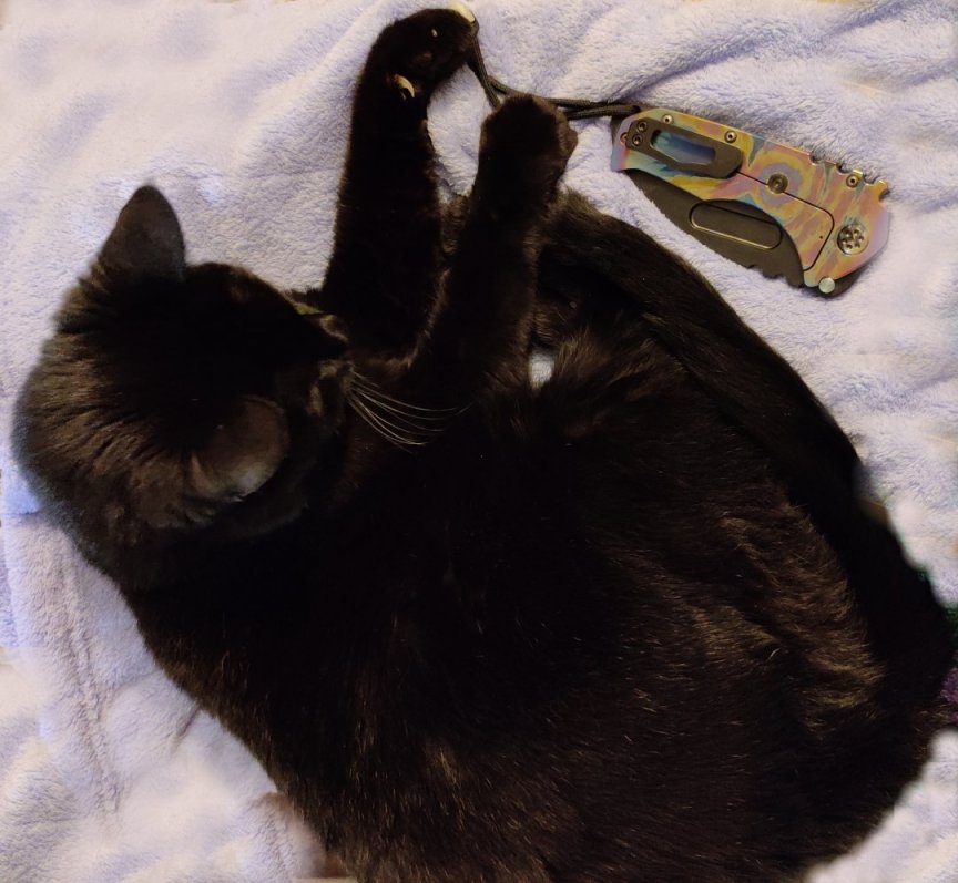 MKT-cat.jpg