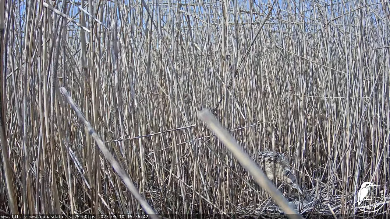 Lielais dumpis (Botaurus stellaris) Engurē - LDF tiešraide 17-45-32 screenshot