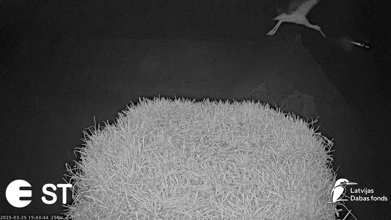 (13) Baltie stārķi (Ciconia ciconia) Tukuma novadā __ White storks in Tukums, Latvia - YouTube - 722