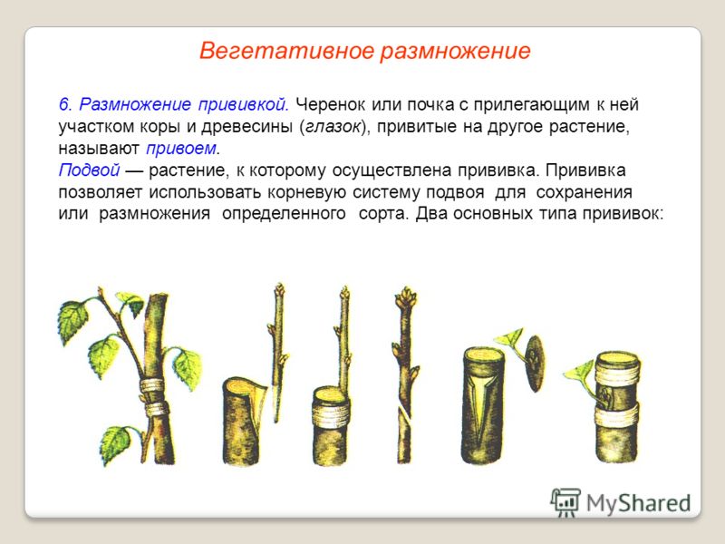 Простой способ избавления от сердцевины яблока за считанные секунды