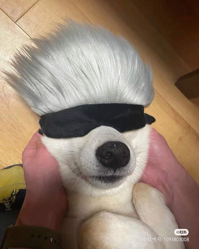 gojoudog.jpg