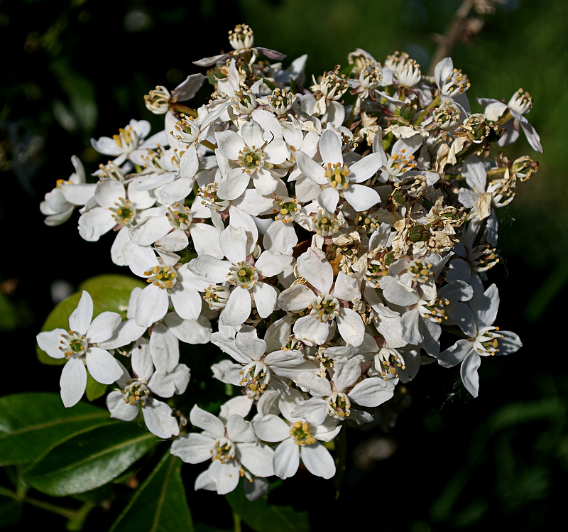 https://i.postimg.cc/MGG1ZQ2G/20260425-DSC-0008.jpg