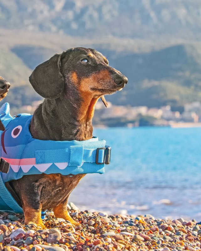 QuattroZampe Lug 2024 (12)