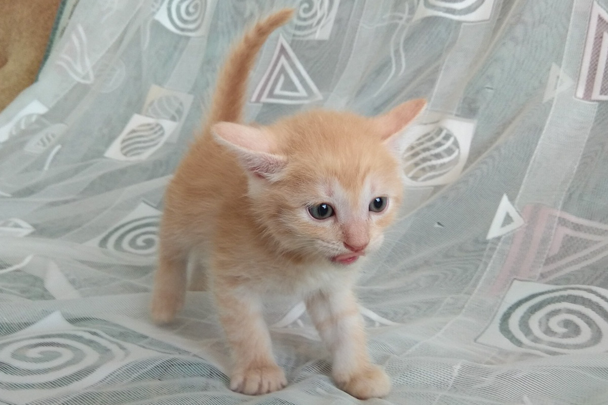 ?ыжикБелый1_2-1