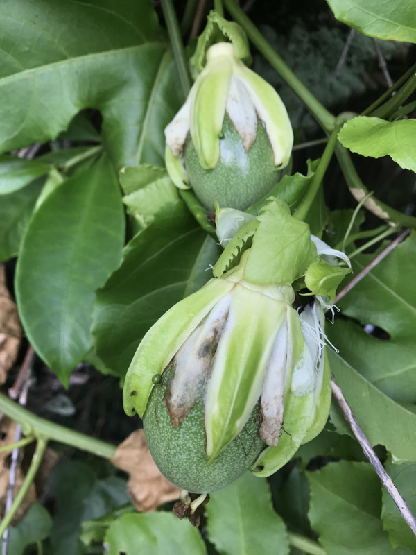 PassionFruit82018