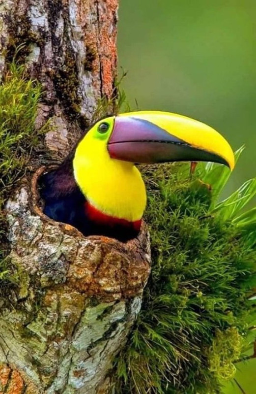 yellow-toucan.jpg
