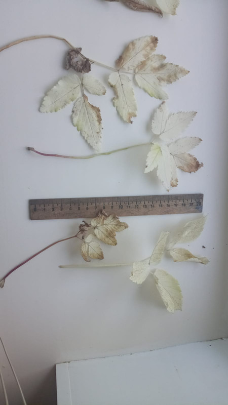 сныть альбинос 2