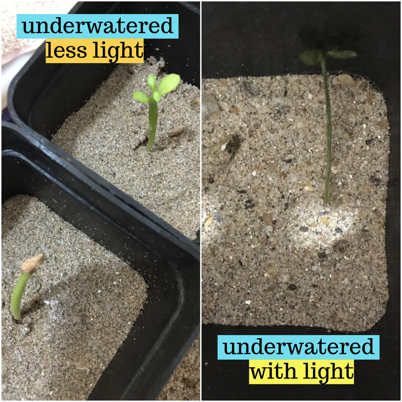 underwatering-two-cases.jpg