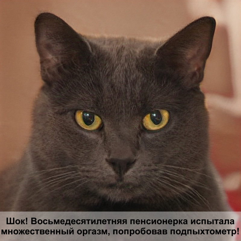 как кошки отходят от наркоза