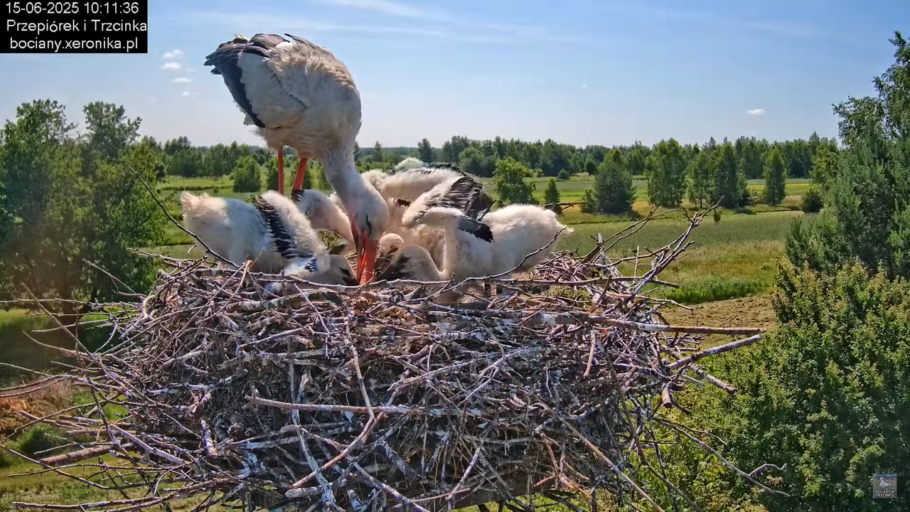 15062025bociany18