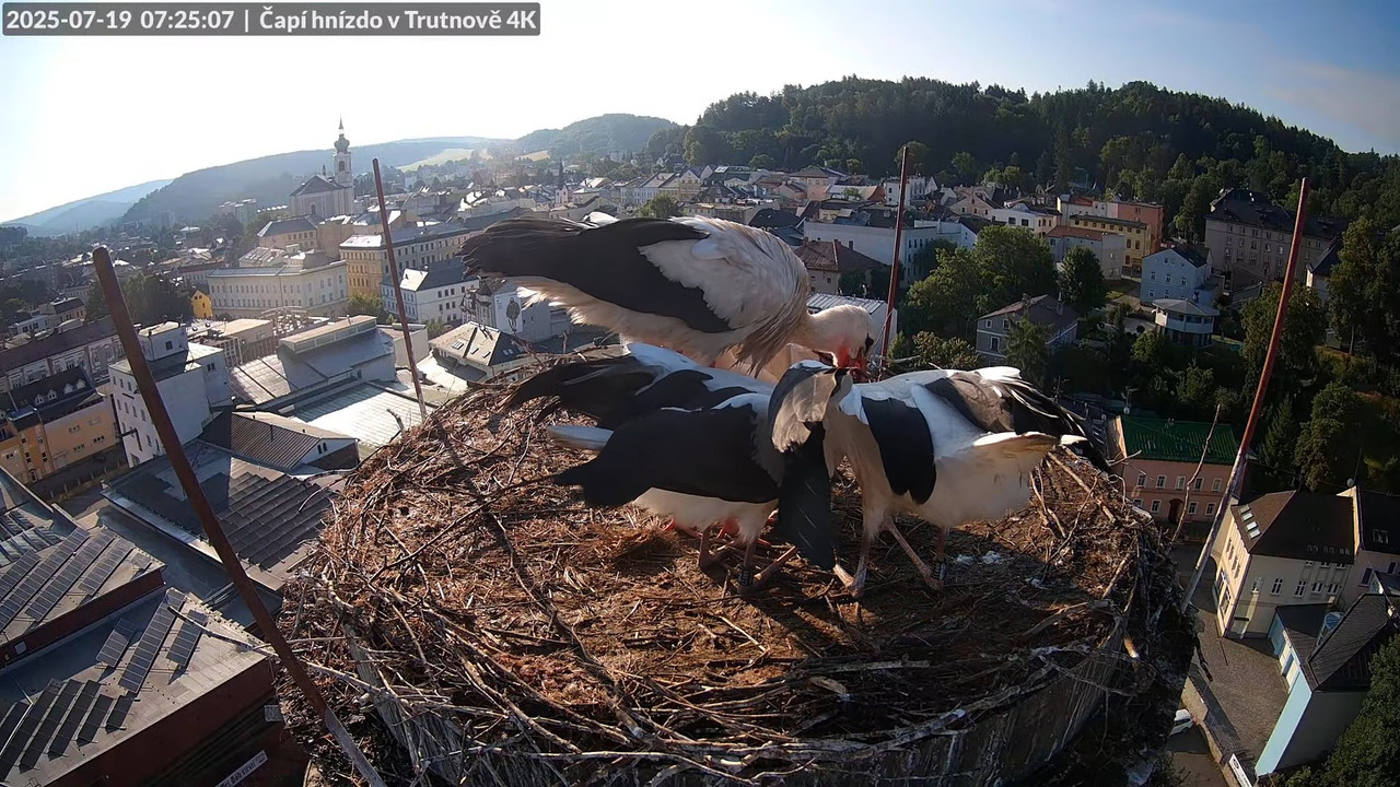 Tiešraide no stārķa ligzdas uz alus darītavas skursteņa Trutnovā 10-41-44 screenshot