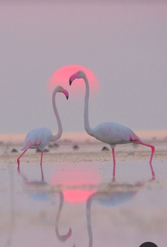 Screenshot_20230611_220717_Pinterest