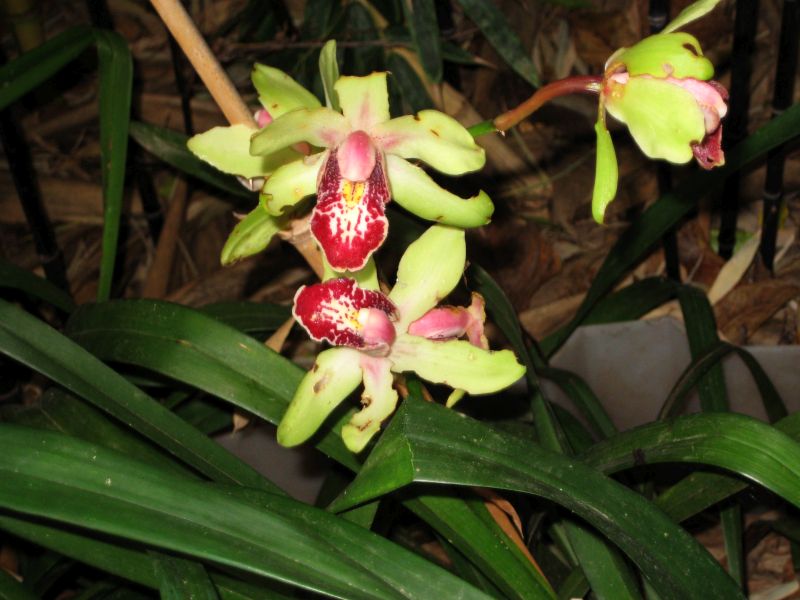 cimbidium_oktobar