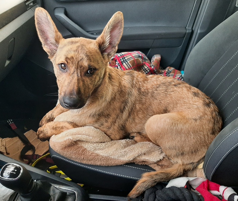 Afbeelding
