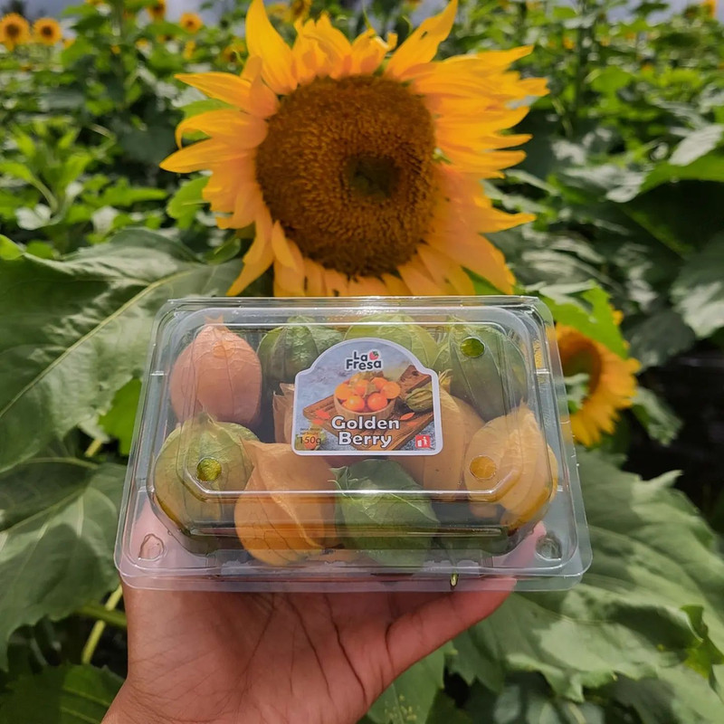 Petik buah golden berry di La Fresa Kintamani, tempat wisata baru di Bali yang lagi hits.