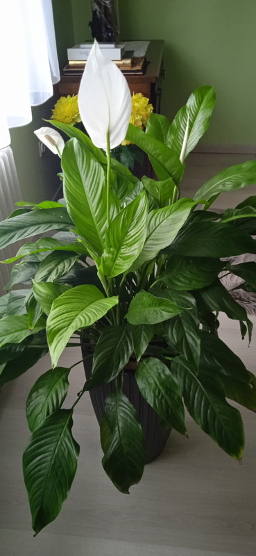 IMG_20240309_075430[1]