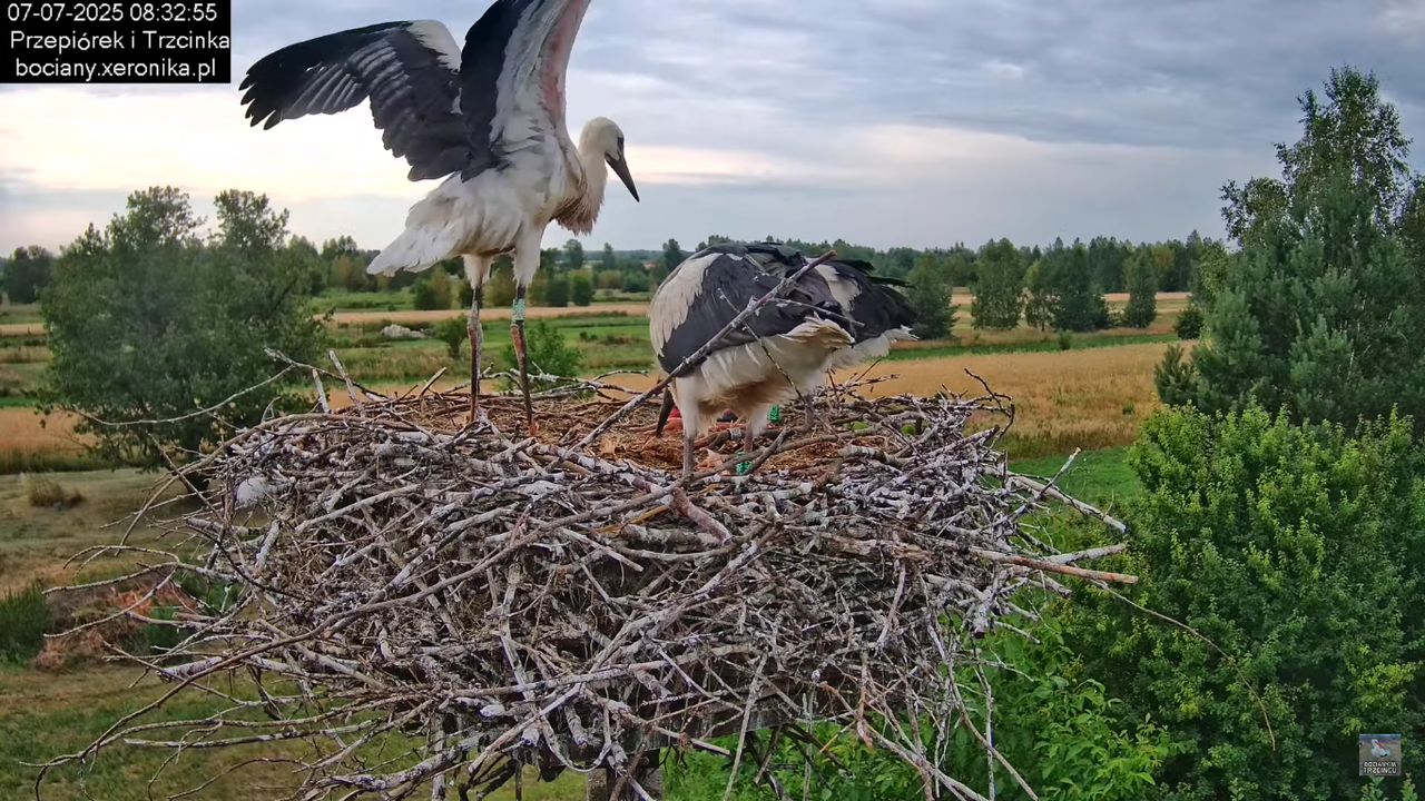 07072025bociany19