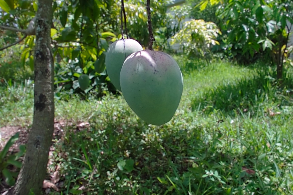 mango101