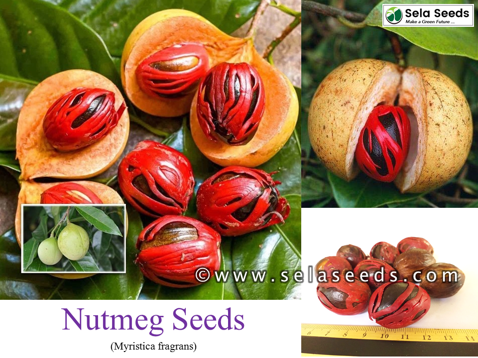 myristica fragrans seeds (1)