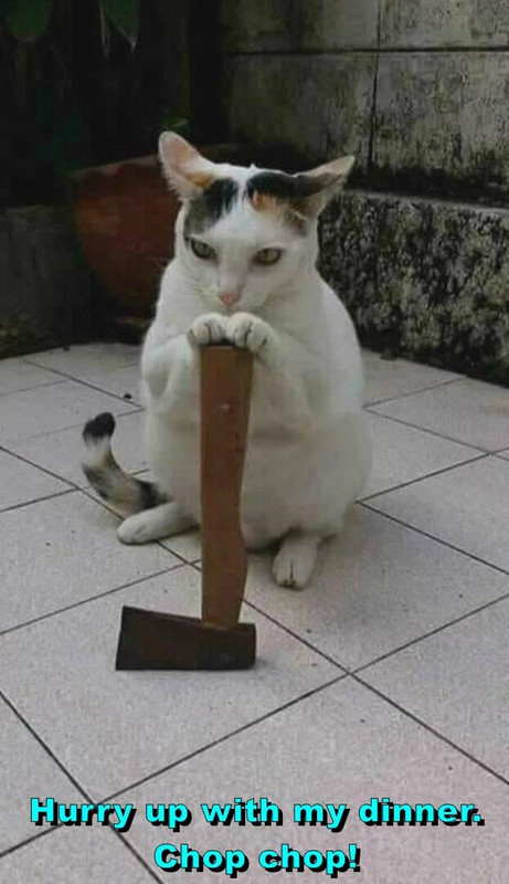 yes-meowster