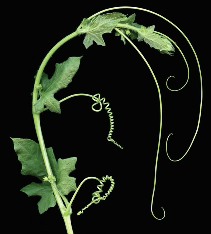 Plantus botanicus 3
