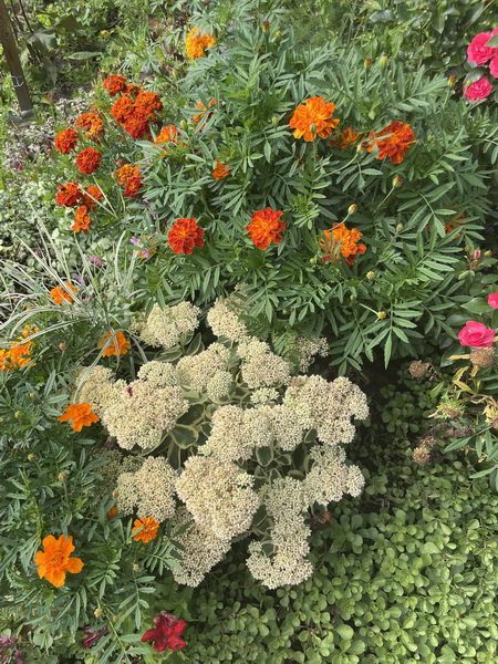 https://i.postimg.cc/MGMNQbrm/IMG-9603.jpg