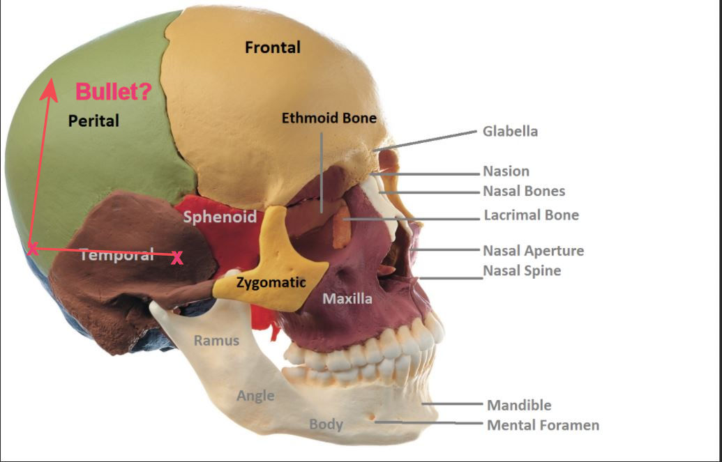 cranial-bones-b1.jpg