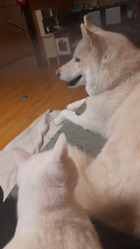 86F7D0B8-A368-40D5-ABA1-218E459E9AAB